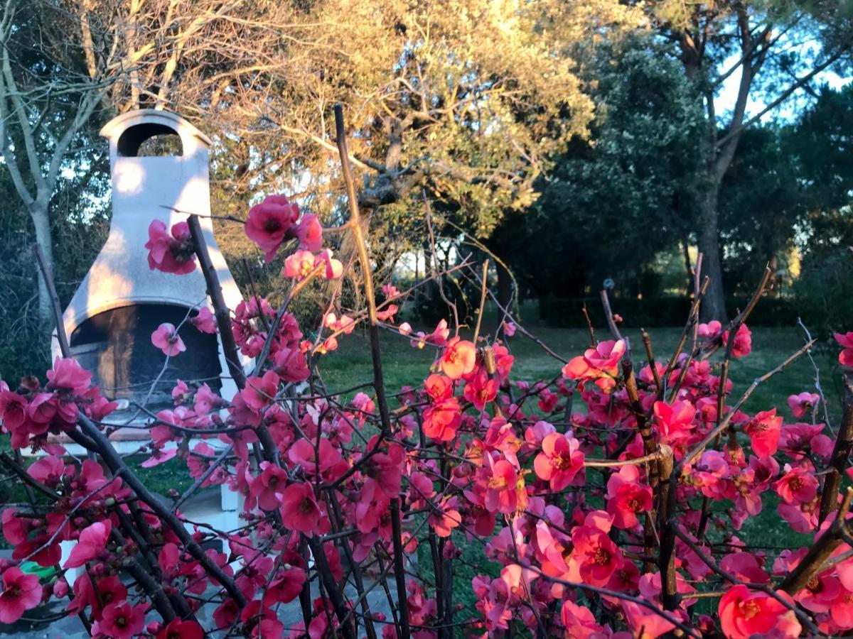 Agriturismo Salcino 格罗塞托 外观 照片