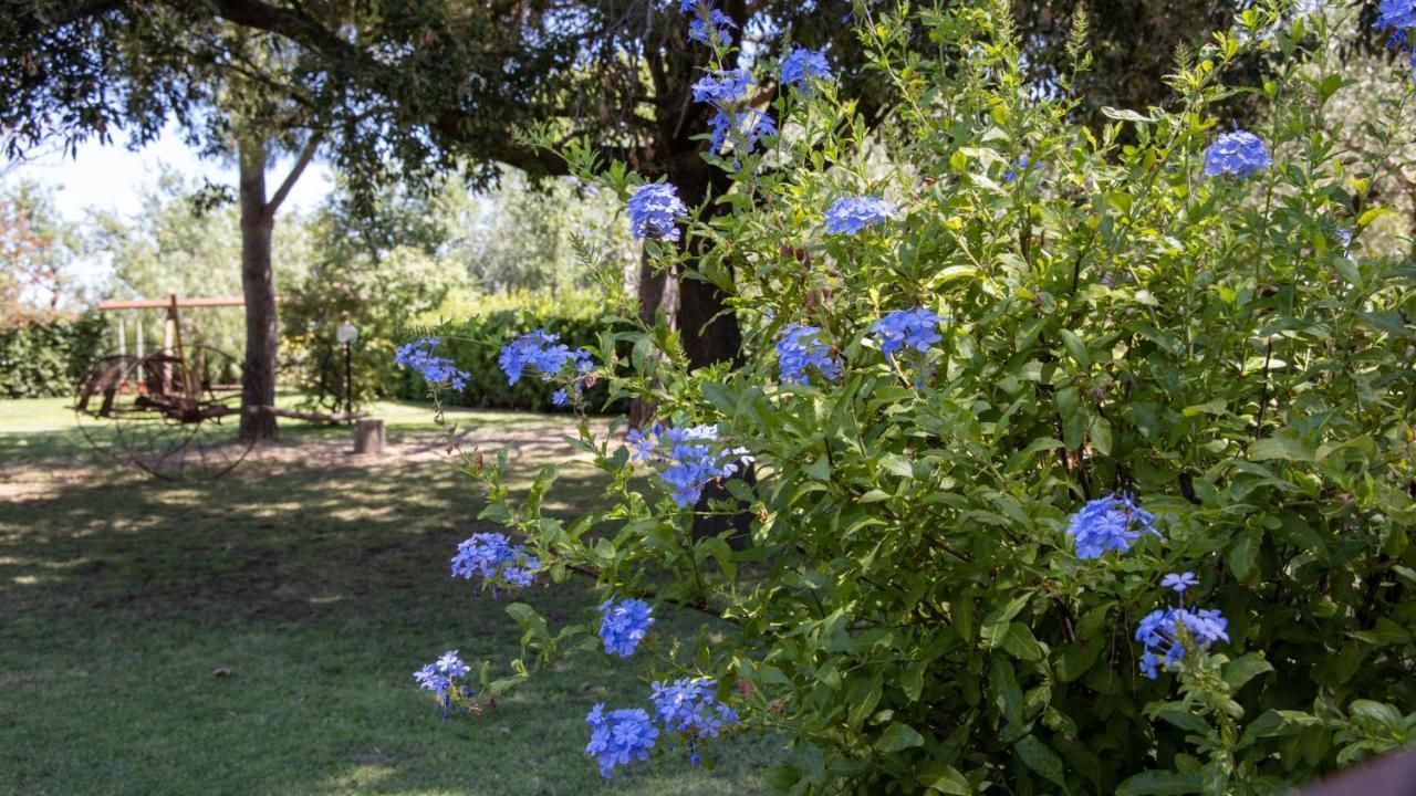 Agriturismo Salcino 格罗塞托 外观 照片