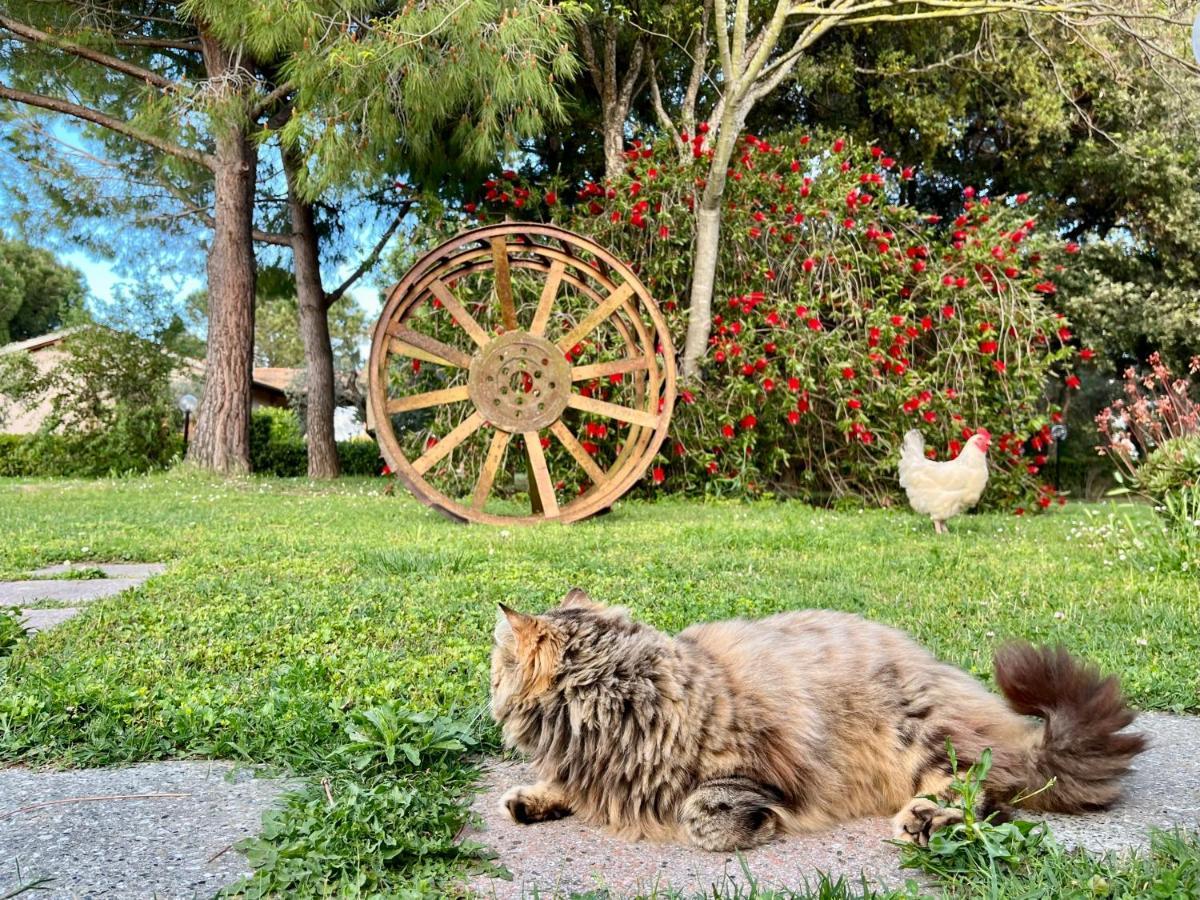 Agriturismo Salcino 格罗塞托 外观 照片